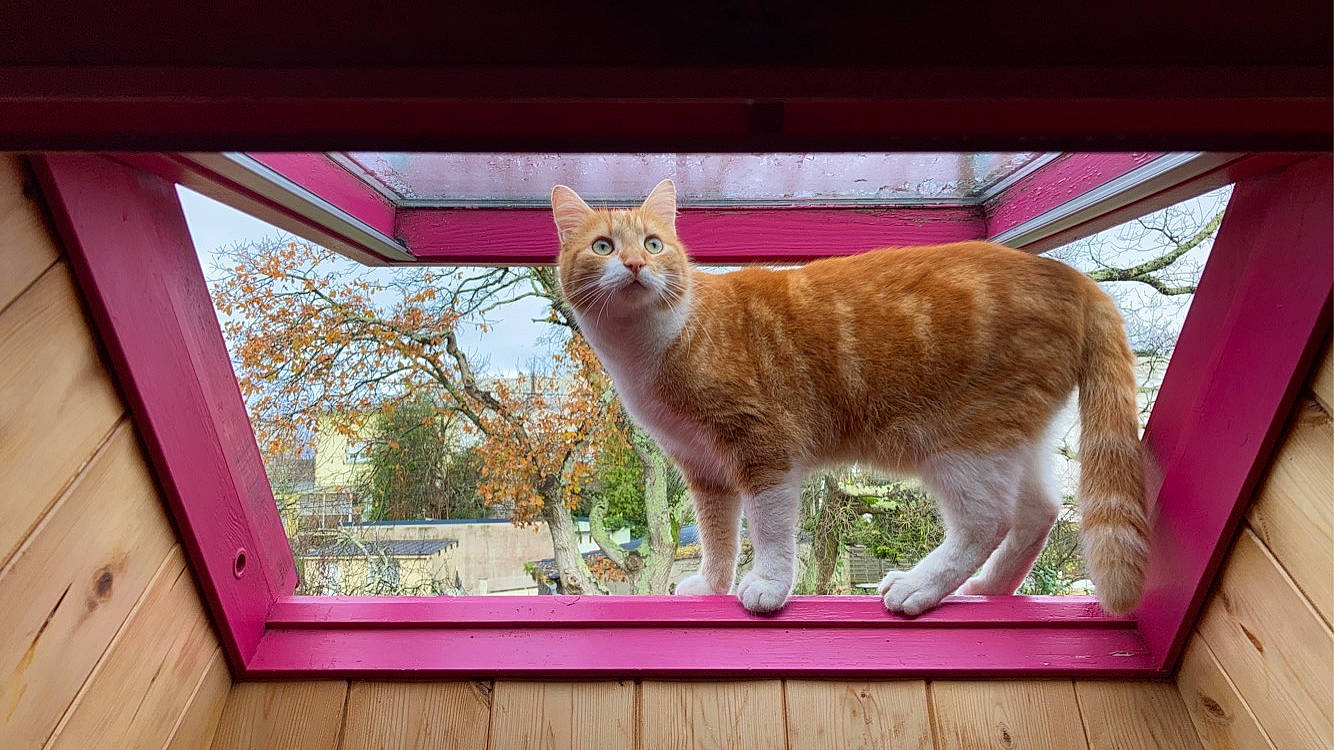 Gustave a rejoint le concours — aidez-le/la à gagner de superbes lots ! carnivore, cat, domestic_short_haired_cat, fawn, felidae, fur, grass, hardwood, plant, rectangle, small_to_medium_sized_cats, snout, tail, terrestrial_animal, tints_and_shades, tree, whiskers, wildlife, window, wood