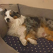 Ice a rejoint le concours — aidez-le/la à gagner de superbes lots ! dog, couch, blanket, star_pattern, fur, relaxed, indoors, pet, sleepy, tricolor, canine, paw, nose, ear, fur_texture, resting, comfort, domestic, animal, home