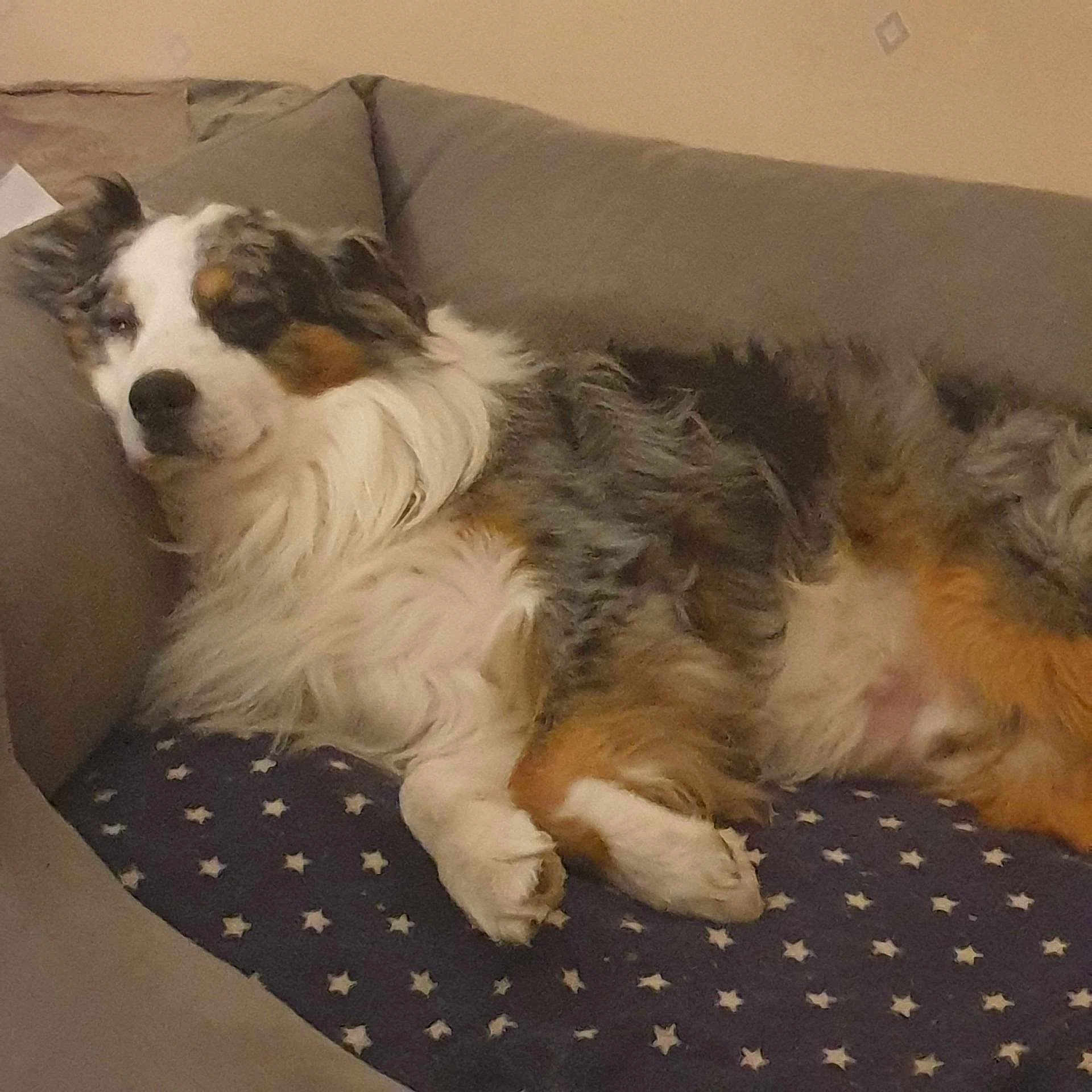 Ice a rejoint le concours — aidez-le/la à gagner de superbes lots ! dog, couch, blanket, star_pattern, fur, relaxed, indoors, pet, sleepy, tricolor, canine, paw, nose, ear, fur_texture, resting, comfort, domestic, animal, home