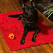 Black is registered to the contest to win money with this photo: animal, black_dog, collar, cozy, dog, domestic_animal, ears_up, flooring, furniture, home_interior, indoor, looking_at_camera, lying_down, orange_ball, pet, plant, playful, red_rug, toy, wooden_floor