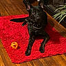 animal, black_dog, collar, cozy, dog, domestic_animal, ears_up, flooring, furniture, home_interior, indoor, looking_at_camera, lying_down, orange_ball, pet, plant, playful, red_rug, toy, wooden_floor