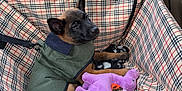 Keith is registered to the contest to win money with this photo: puppy, dog, car_interior, plaid_pattern, jacket, toy, purple_plush, window, trees, seat_cover, resting, brown_fur, black_muzzle, ears, leash, pet, canine, comfort, travel, cute