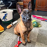 Keith is registered to the contest to win money with this photo: animal, attention, basket, black_nose, brown_fur, carpet, cheerful, cute, dog, ears, floor, furniture, home, indoor, pet, play, puppy, toy, wooden_drawer, young