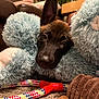 dog, puppy, stuffed_animal, toy, rope_toy, carpet, brown, blue, living_room, pet, cute, animal, furry, snout, ear, close_up, indoor, home, relaxed, soft