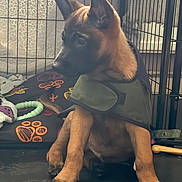 Keith joined the competition — help win amazing prizes! puppy, dog, pet, cage, jacket, brown_fur, black_fur, floor, bed, paw_prints, indoor, young, canine, animal, resting, looking_away, curious, cozy, domestic, companion