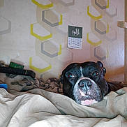 Locx participe au concours pour gagner de l'argent avec cette photo : dog, blanket, indoor, wallpaper, calendar, resting, black_dog, white_markings, pet, home, cozy, furniture, remote_control, pattern, relaxed, animal, cute, fur, portrait, companion