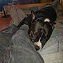 Locx a rejoint le concours — aidez-le/la à gagner de superbes lots ! dog, black_dog, person, legs, jeans, socks, bed, blanket, indoor, living_room, television, furniture, resting, cozy, relaxing, home, canine, pet, sleepy, casual