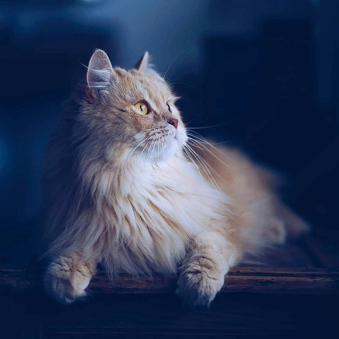 Henri participe au concours pour gagner de l'argent avec cette photo : carnivore, cat, claw, cloud, darkness, electric_blue, eye, felidae, fur, maine_coon, paw, persian, sky, small_to_medium_sized_cats, snout, tail, terrestrial_animal, whiskers, wildlife