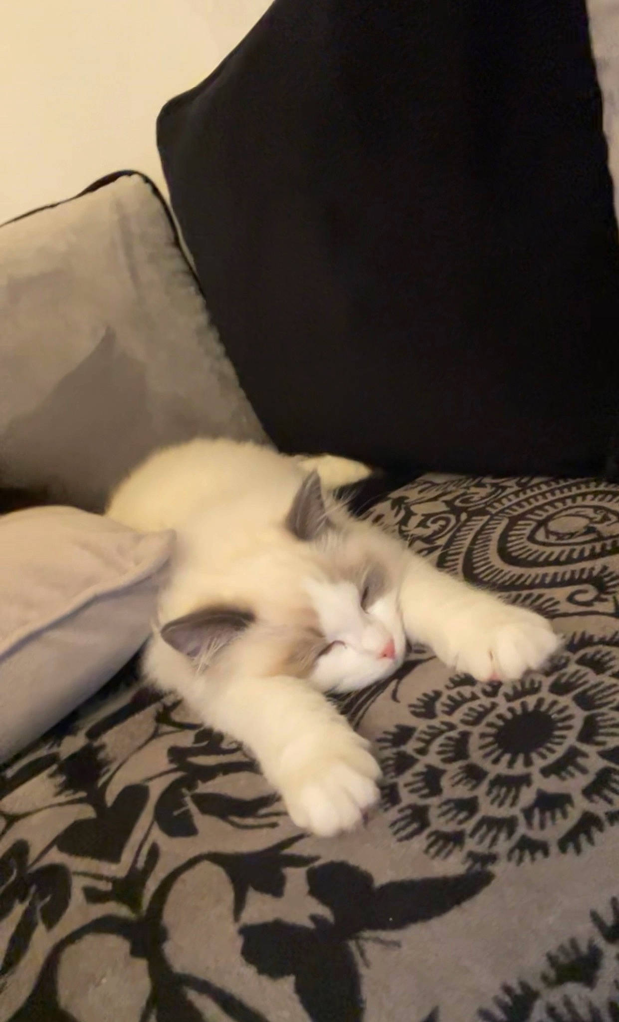 Théodore participe au concours pour gagner de l'argent avec cette photo : bedding, carnivore, cat, comfort, domestic_short_haired_cat, felidae, flooring, fur, hardwood, human_leg, linens, nap, pattern, paw, room, sleep, small_to_medium_sized_cats, tail, whiskers, wood