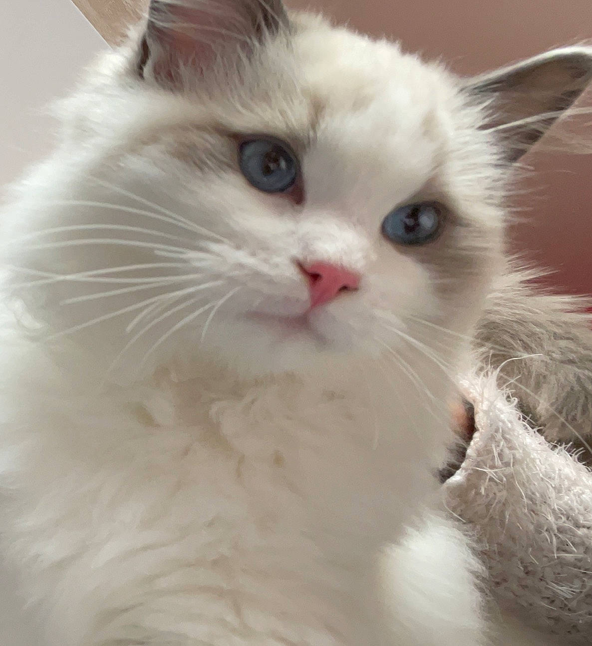 Théodore participe au concours pour gagner de l'argent avec cette photo : british_longhair, carnivore, cat, claw, comfort, fawn, felidae, fur, iris, paw, small_to_medium_sized_cats, snout, terrestrial_animal, whiskers