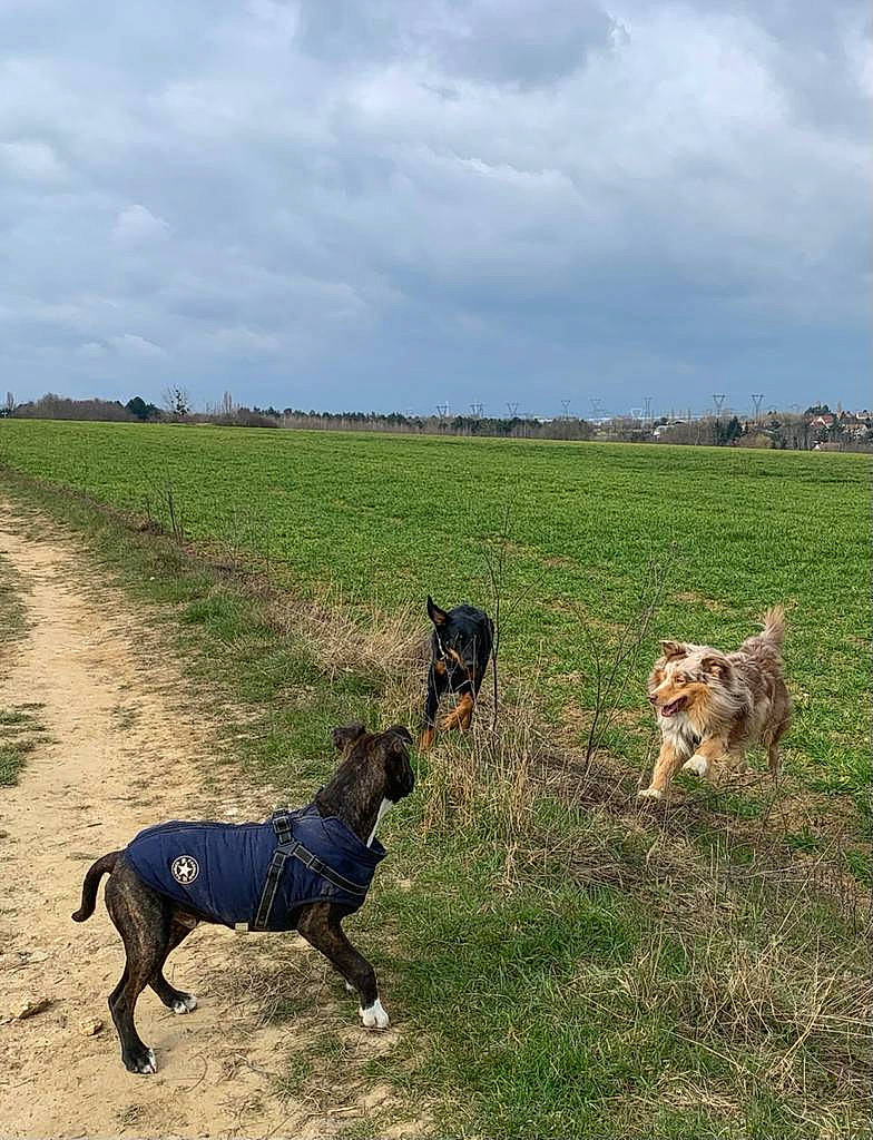 Boston participe au concours pour gagner de l'argent avec cette photo : canidae, carnivore, cloud, companion_dog, dog, dog_breed, fawn, field, grass, grassland, landscape, meadow, pasture, plain, plant, prairie, sky, sporting_group, steppe, working_animal