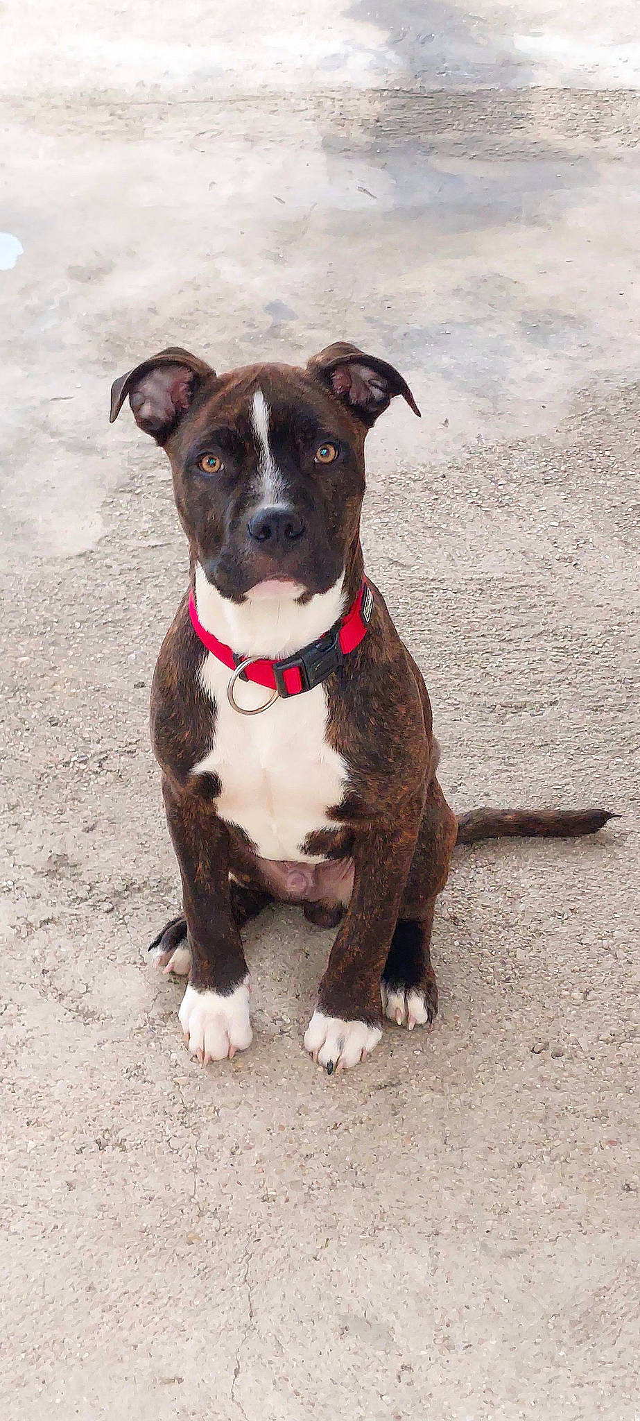 Boston a rejoint le concours — aidez-le/la à gagner de superbes lots ! adventure, art, canidae, carnivore, collar, companion_dog, dog, dog_breed, dog_collar, fashion_accessory, fawn, fur, leash, liver, pet_supply, puppy, snout, sporting_group, working_animal, working_dog