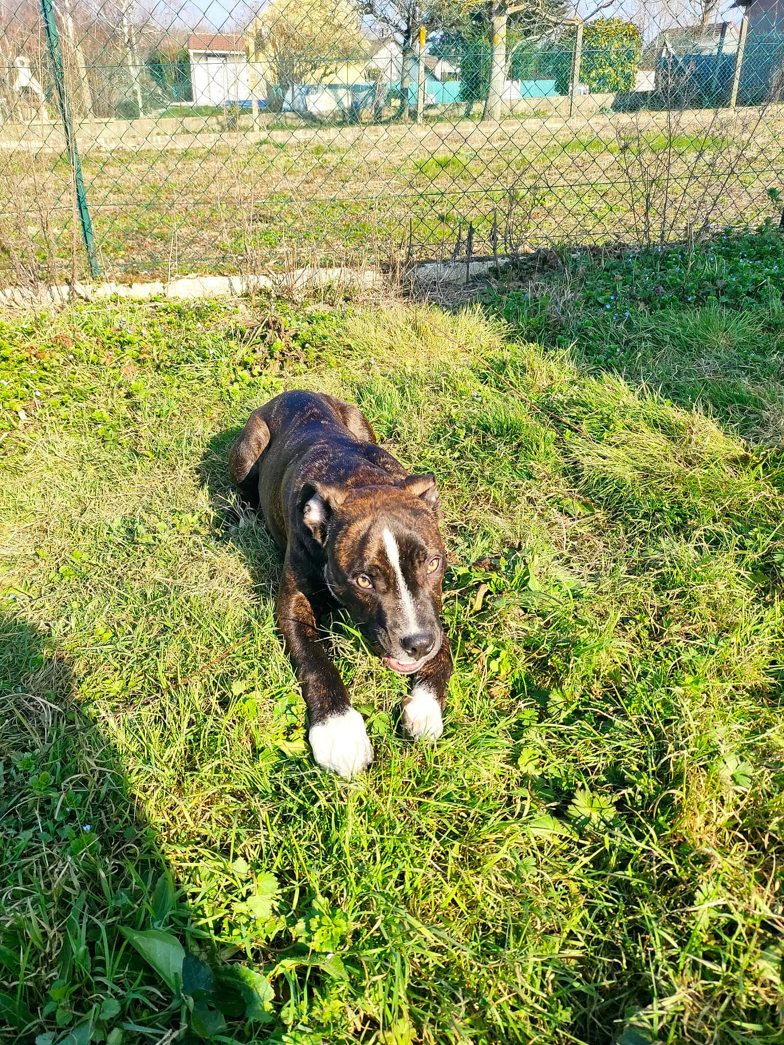 Boston participe au concours pour gagner de l'argent avec cette photo : canidae, carnivore, companion_dog, dog_breed, felidae, grass, grassland, grazing, groundcover, lawn, meadow, people_in_nature, plant, small_to_medium_sized_cats, snout, sporting_group, tail, terrestrial_animal, tree, working_animal