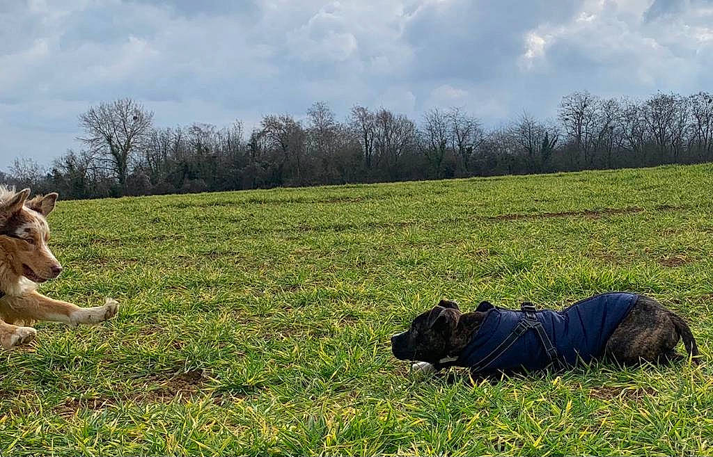 Boston a rejoint le concours — aidez-le/la à gagner de superbes lots ! cloud, dog, ecoregion, grass, grass_family, grassland, landscape, lawn, luggage_and_bags, mammal, meadow, natural_landscape, people_in_nature, plain, plant, prairie, rural_area, sky, tree, vertebrate