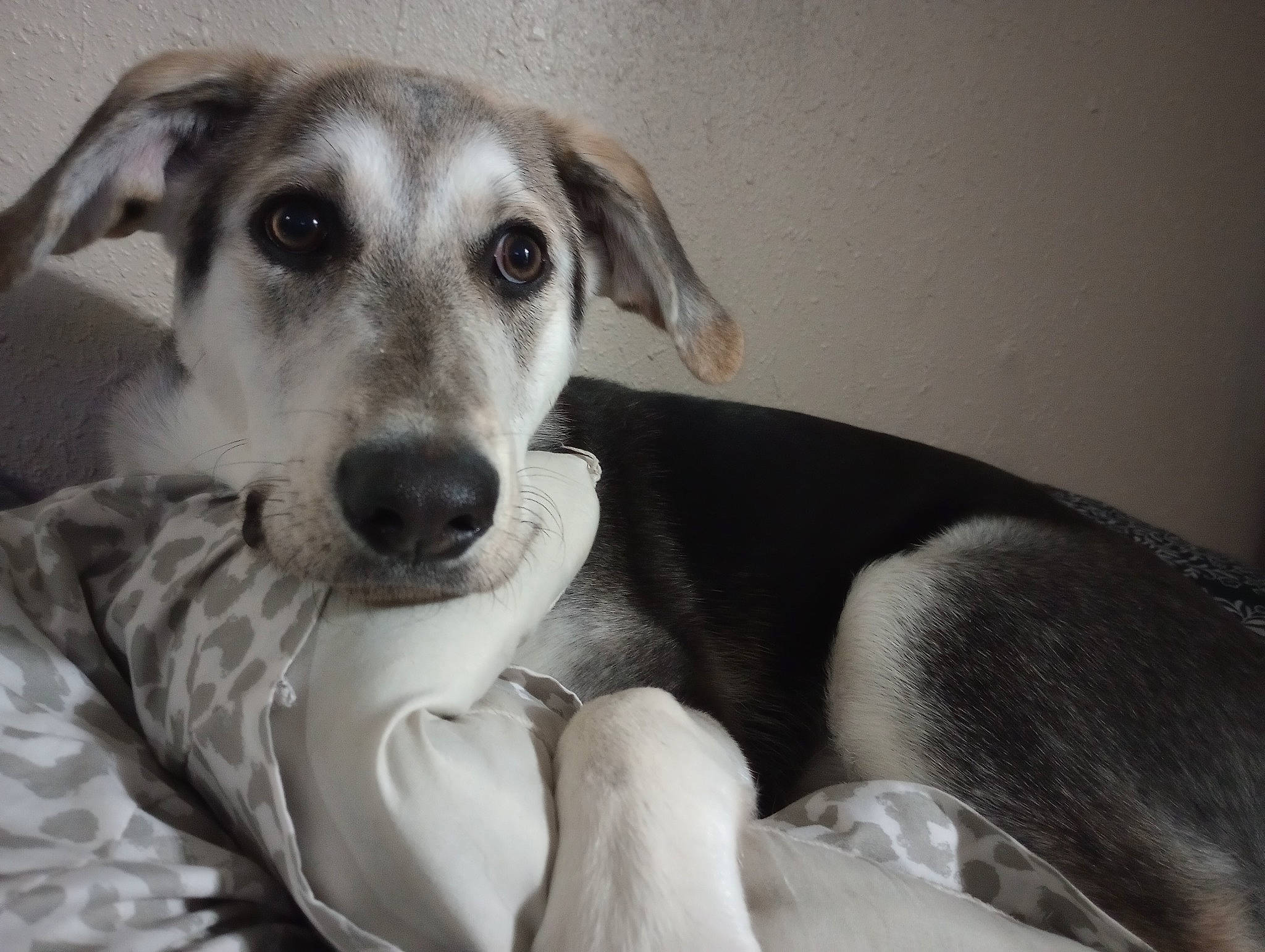 Aloy joined the competition — help win amazing prizes! canidae, carnivore, comfort, companion_dog, dog, dog_breed, ear, fawn, fur, linens, monochrome, monochrome_photography, paw, sitting, snout, sporting_group, terrestrial_animal, whiskers, working_animal