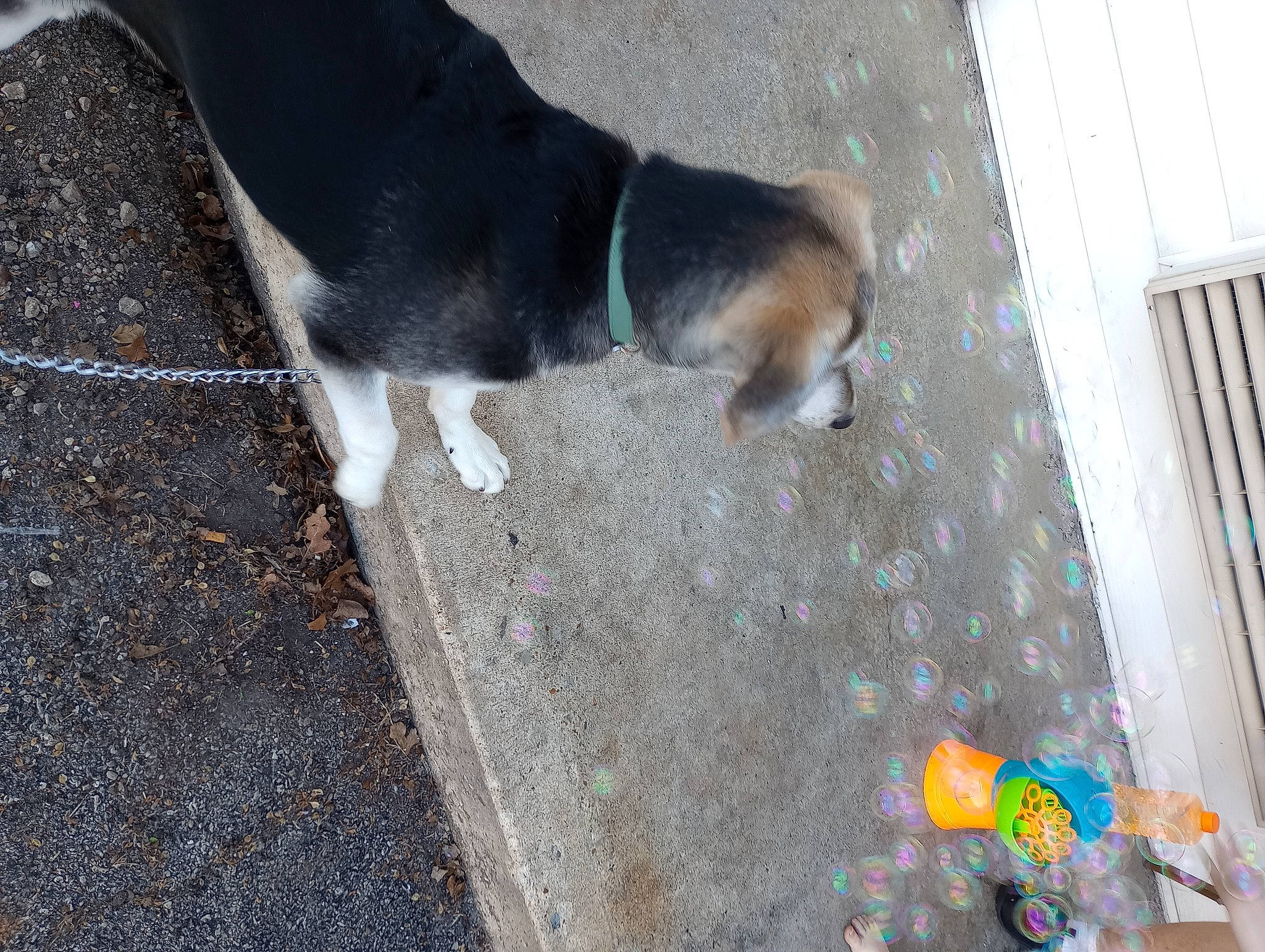 Aloy is registered to the contest to win money with this photo: asphalt, beagle, carnivore, companion_dog, concrete, dog, dog_breed, fawn, flooring, hound, mammal, road_surface, scent_hound, sidewalk, snout, sporting_group, tail, toy, vertebrate, wood