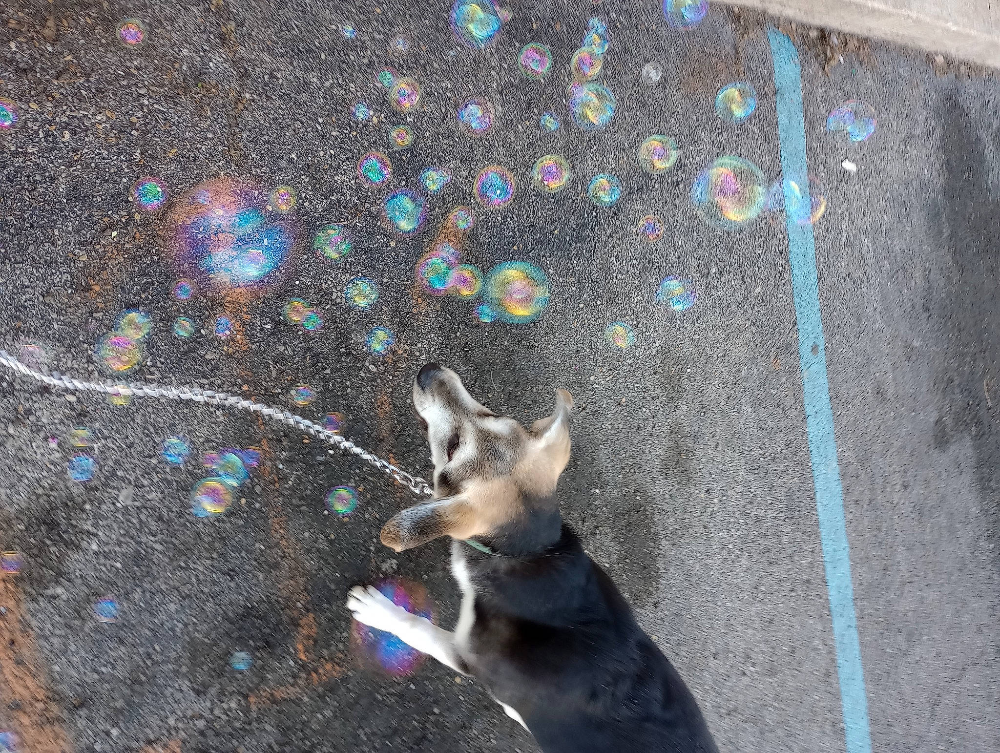 Aloy is registered to the contest to win money with this photo: art, asphalt, carnivore, circle, companion_dog, concrete, dog, dog_breed, fawn, felidae, paw, road, road_surface, shadow, sidewalk, soil, tail, tar, visual_arts, whiskers