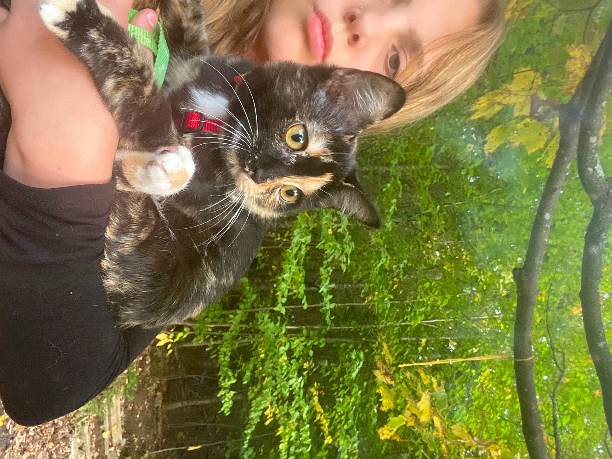 Gemma joined the competition — help win amazing prizes! carnivore, cat, domestic_short_haired_cat, fawn, felidae, fur, grass, happy, organ, people_in_nature, plant, small_to_medium_sized_cats, spring, sunglasses, sunlight, tail, tree, whiskers