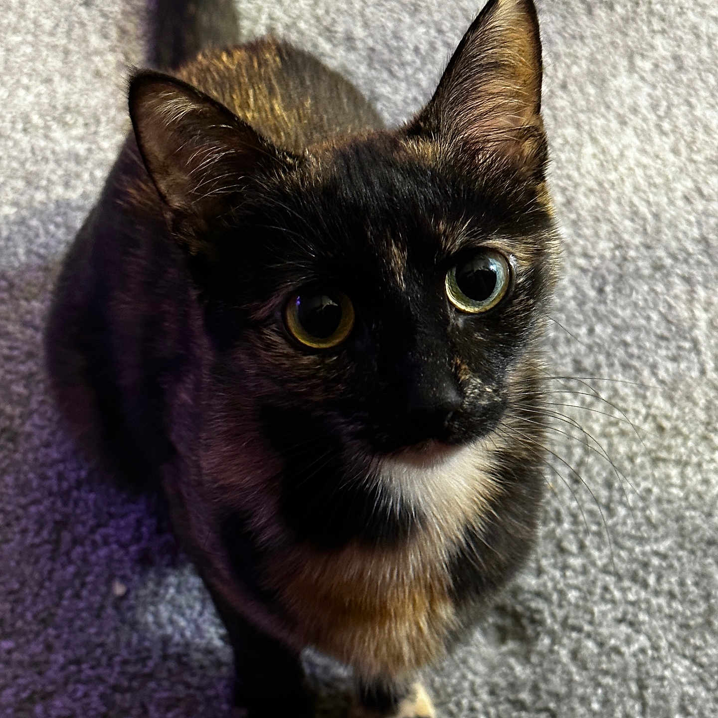 Luna is registered to the contest to win money with this photo: adorable, animal, carpet, cat, closeup, curious, cute, domestic, ears, eyes, feline, fur, indoor, lookingup, paw, pet, portrait, small, tortoiseshell, whiskers