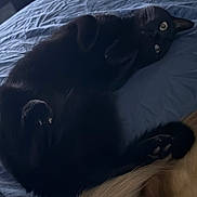 Leo is registered to the contest to win money with this photo: black_cat, cat, pet, bed, blue_bedspread, lying_down, paws, tail, dog_tail, indoor, cozy, furry, animal, resting, close_up, domestic_animal, sleepy, fur, whiskers, relaxed