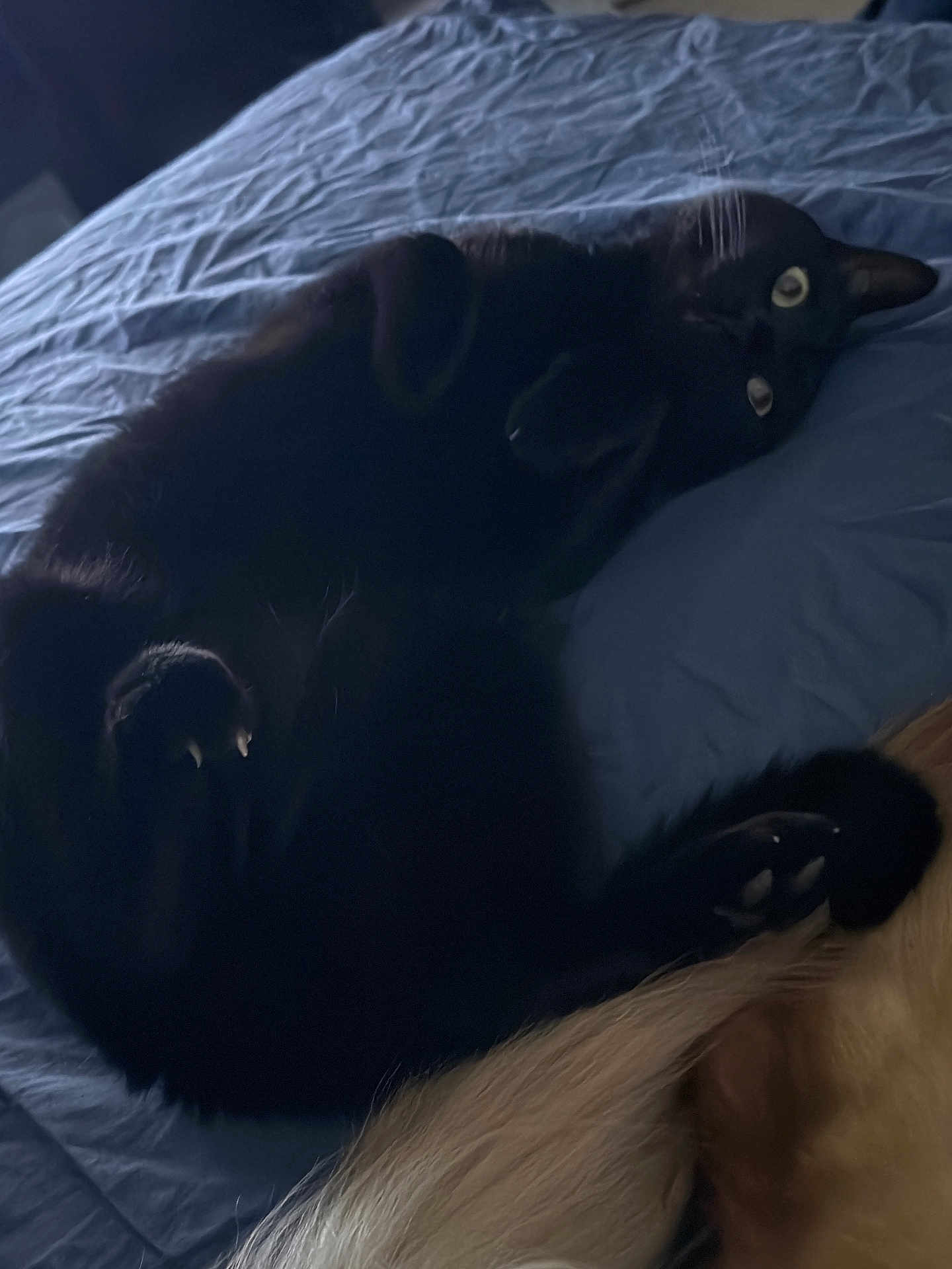 Leo is registered to the contest to win money with this photo: black_cat, cat, pet, bed, blue_bedspread, lying_down, paws, tail, dog_tail, indoor, cozy, furry, animal, resting, close_up, domestic_animal, sleepy, fur, whiskers, relaxed