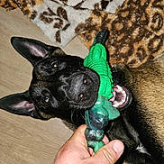 Pancho is registered to the contest to win money with this photo: dog, canine, puppy, pet, black_dog, toy, chew_toy, green_toy, hand, human_hand, teeth, mouth, ears, blanket, rug, wood_floor, collar, playing, flash, close_up