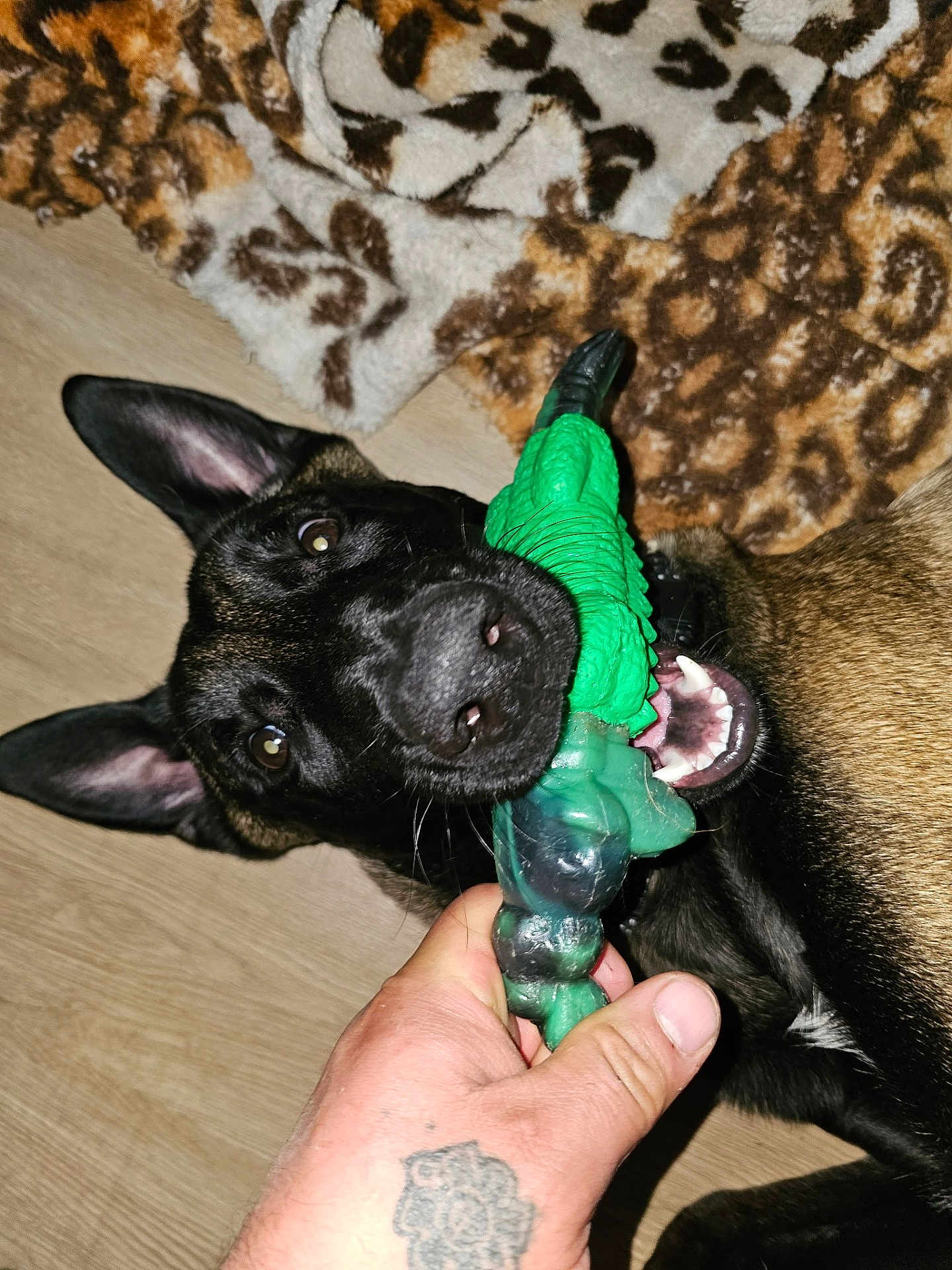 Pancho is registered to the contest to win money with this photo: dog, canine, puppy, pet, black_dog, toy, chew_toy, green_toy, hand, human_hand, teeth, mouth, ears, blanket, rug, wood_floor, collar, playing, flash, close_up