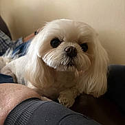 Coco joined the competition — help win amazing prizes! dog, white_dog, pet, indoor, cozy, lap, fur, cute, small_dog, companion, animal, relaxed, portrait, closeup, domestic_animal, face, curious, friendly, fluffy, cute_pet