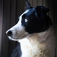 Olaf participe au concours pour gagner de l'argent avec cette photo : dog, black_and_white, border_collie, blue_eyes, portrait, side_profile, indoor, window_light, fur, pet, animal, canine, looking_away, close_up, calm, soft_light, focused, whiskers, ears, muzzle