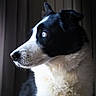 dog, black_and_white, border_collie, blue_eyes, portrait, side_profile, indoor, window_light, fur, pet, animal, canine, looking_away, close_up, calm, soft_light, focused, whiskers, ears, muzzle