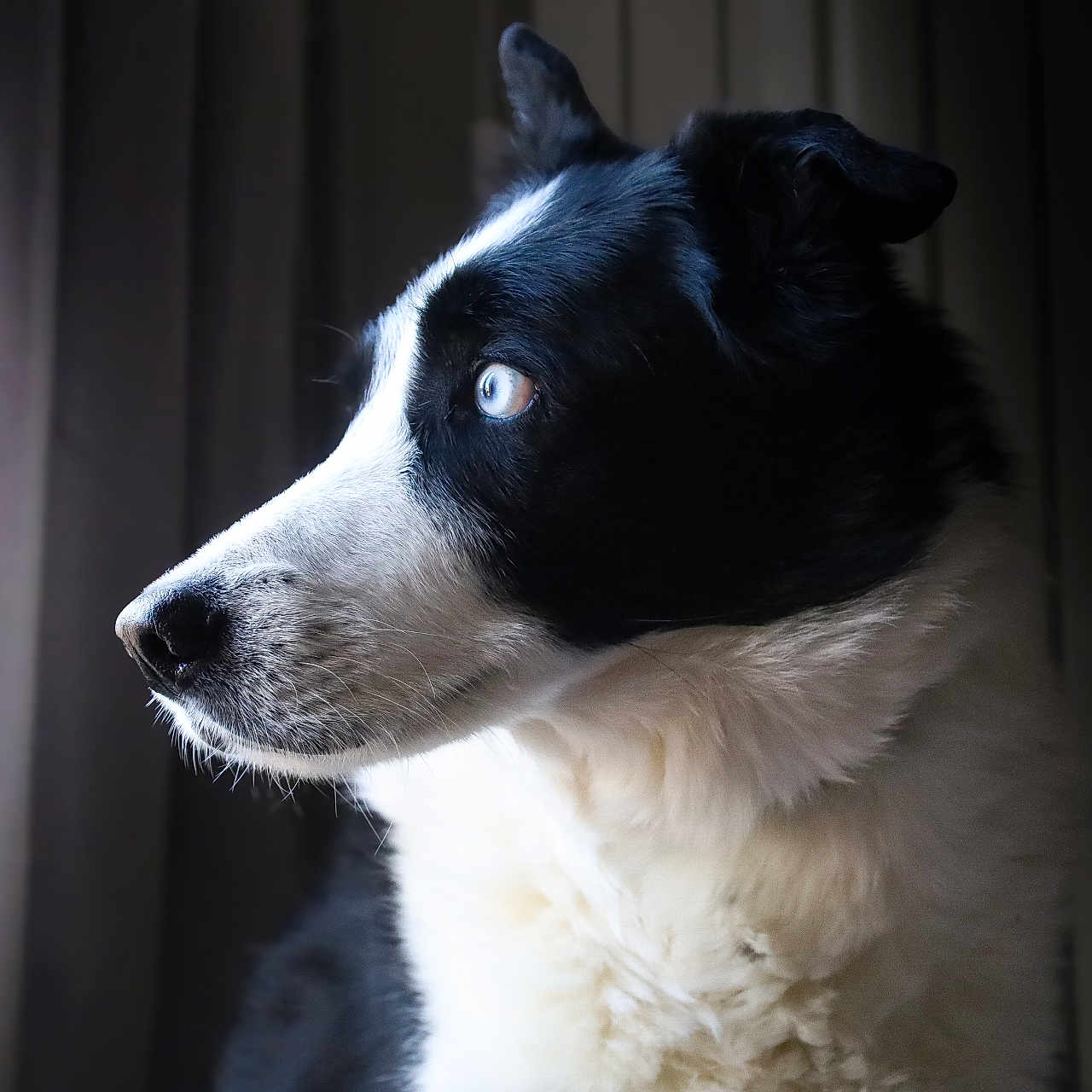 Olaf participe au concours pour gagner de l'argent avec cette photo : dog, black_and_white, border_collie, blue_eyes, portrait, side_profile, indoor, window_light, fur, pet, animal, canine, looking_away, close_up, calm, soft_light, focused, whiskers, ears, muzzle