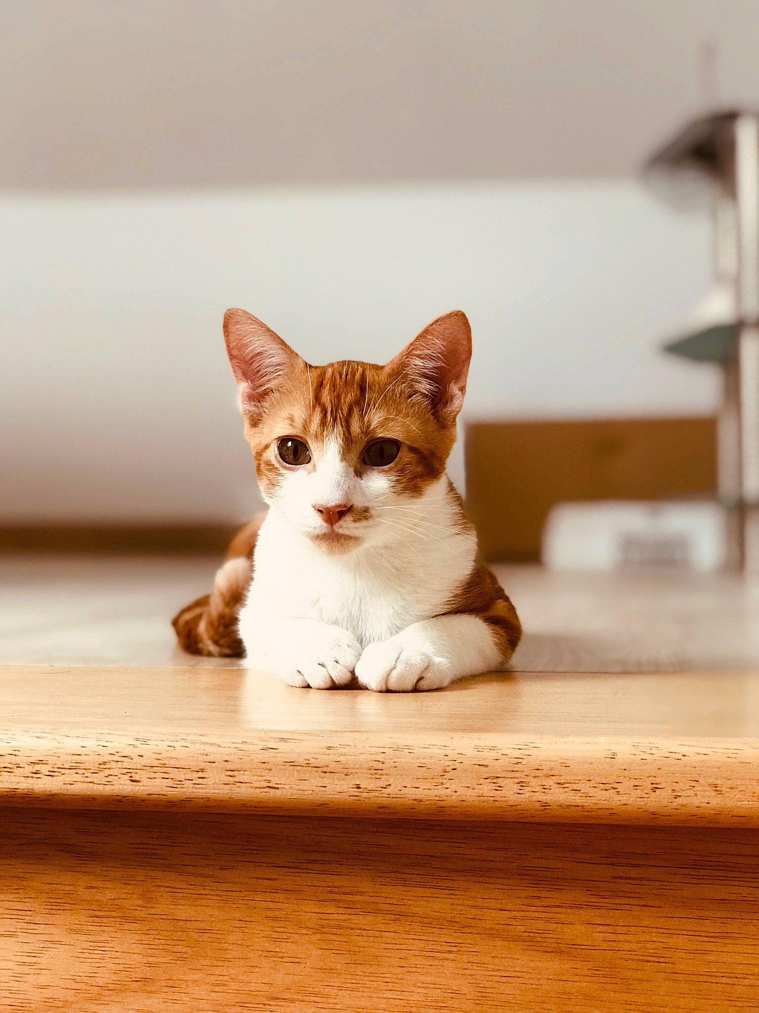 Boston a rejoint le concours — aidez-le/la à gagner de superbes lots ! brown, carnivore, cat, domestic_short_haired_cat, fawn, felidae, flooring, fur, hardwood, paw, sitting, small_to_medium_sized_cats, snout, tail, terrestrial_animal, whiskers, wood