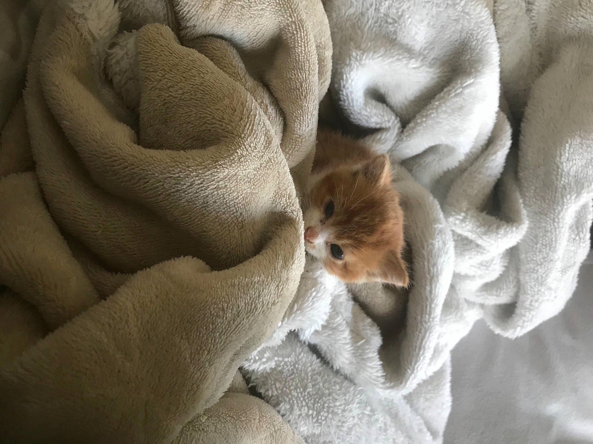 Boston a rejoint le concours — aidez-le/la à gagner de superbes lots ! bedding, canidae, carnivore, comfort, companion_dog, dog, dog_breed, fawn, felidae, fur, grey, linens, nap, paw, small_to_medium_sized_cats, snout, sporting_group, whiskers, wildlife, window