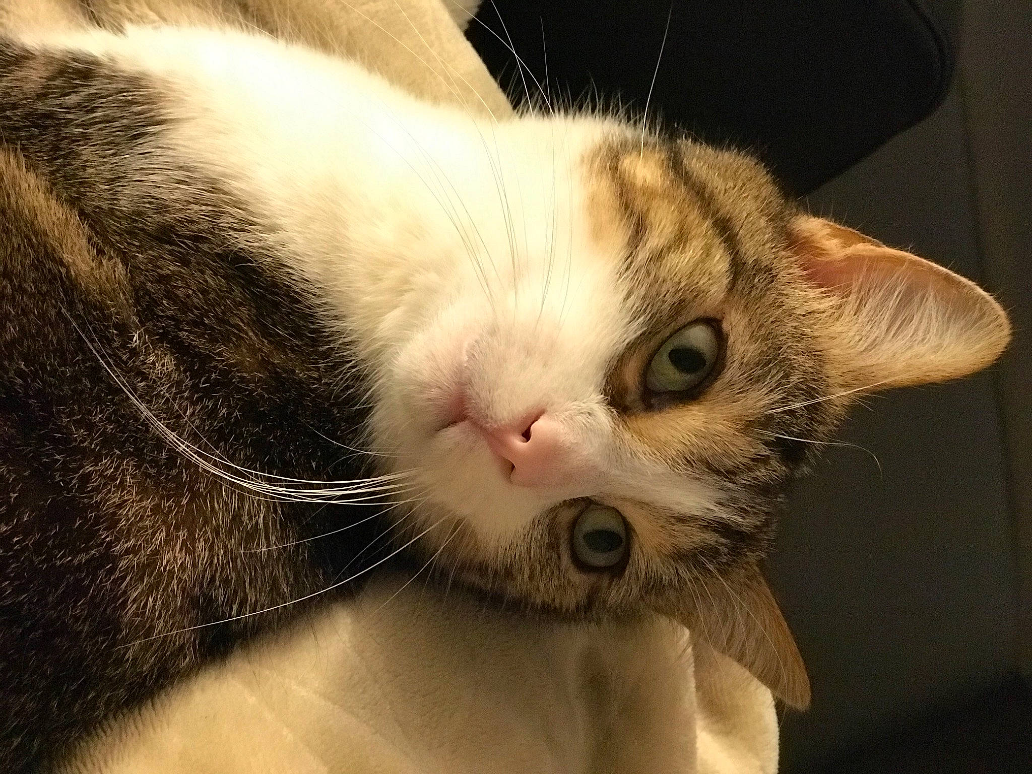 Kynours a rejoint le concours — aidez-le/la à gagner de superbes lots ! carnivore, cat, close_up, comfort, domestic_short_haired_cat, ear, felidae, fur, nap, paw, sleep, small_to_medium_sized_cats, snout, tail, whiskers