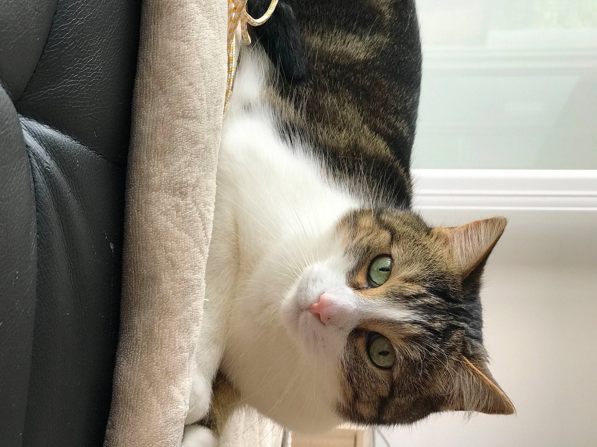 Kynours a rejoint le concours — aidez-le/la à gagner de superbes lots ! carnivore, cat, comfort, domestic_short_haired_cat, ear, eye, fawn, felidae, fur, grey, head, leg, paw, plant, small_to_medium_sized_cats, snout, tail, tree, whiskers, window