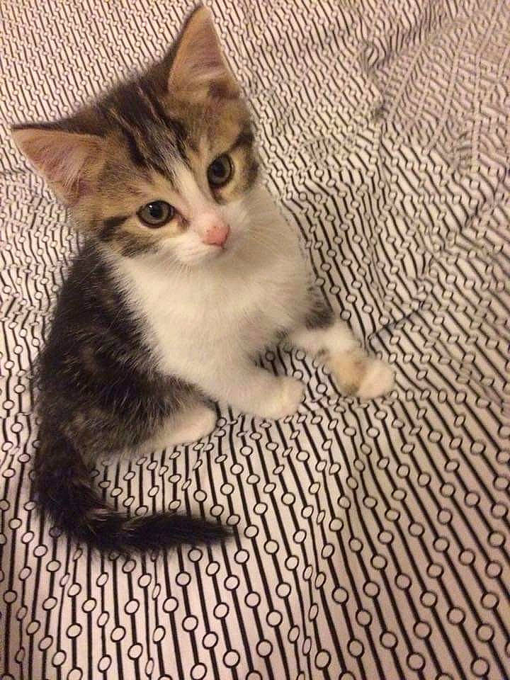 Kynours participe au concours pour gagner de l'argent avec cette photo : carnivore, cat, claw, domestic_short_haired_cat, eye, fawn, felidae, flooring, foot, fur, leg, paw, photo_caption, sitting, small_to_medium_sized_cats, snout, tail, toe, whiskers, wood