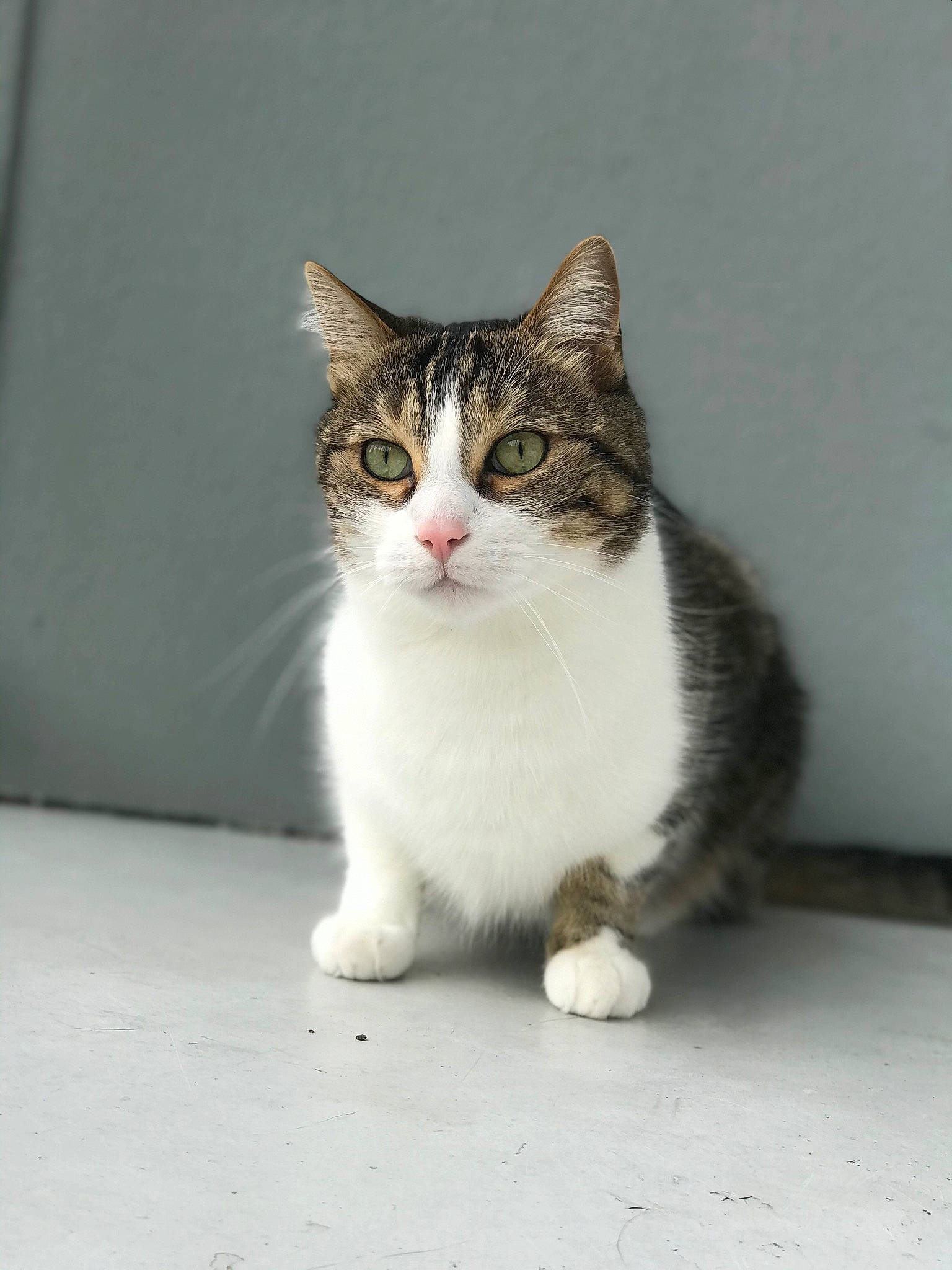 Kynours a rejoint le concours — aidez-le/la à gagner de superbes lots ! carnivore, cat, domestic_short_haired_cat, door, felidae, flooring, fur, grey, paw, road_surface, sitting, small_to_medium_sized_cats, snout, tail, terrestrial_animal, whiskers, window, wood