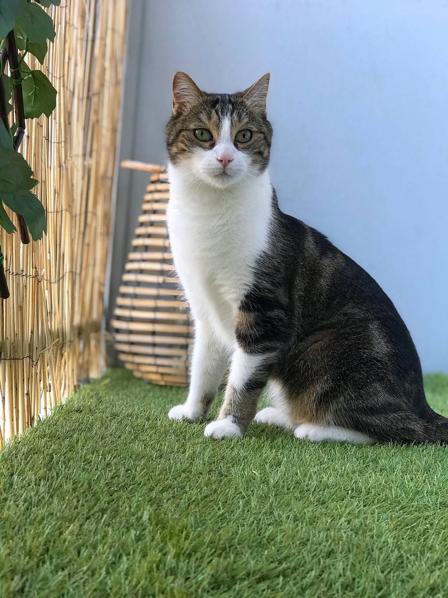 Kynours participe au concours pour gagner de l'argent avec cette photo : carnivore, cat, domestic_short_haired_cat, felidae, fur, garden, grass, lawn, plant, sitting, small_to_medium_sized_cats, snout, tail, tree, trunk, whiskers, yard