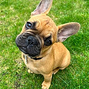 Aslan participe au concours pour gagner de l'argent avec cette photo : dog, french_bulldog, puppy, grass, outdoor, pet, cute, ears, brown, animal, canine, collar, sitting, head_tilt, young, fur, adorable, playful, nature, portrait