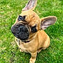 dog, french_bulldog, puppy, grass, outdoor, pet, cute, ears, brown, animal, canine, collar, sitting, head_tilt, young, fur, adorable, playful, nature, portrait