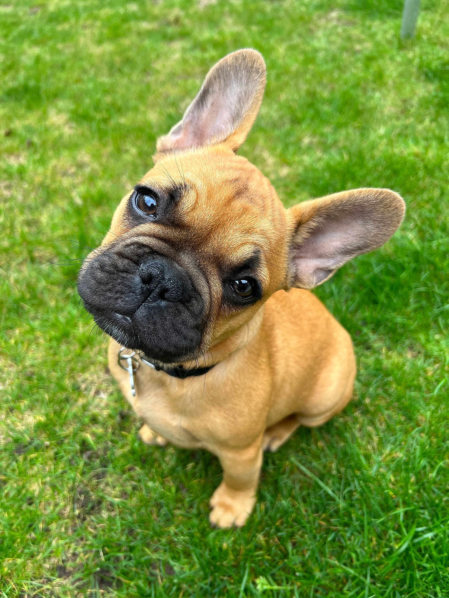 Aslan participe au concours pour gagner de l'argent avec cette photo : dog, french_bulldog, puppy, grass, outdoor, pet, cute, ears, brown, animal, canine, collar, sitting, head_tilt, young, fur, adorable, playful, nature, portrait