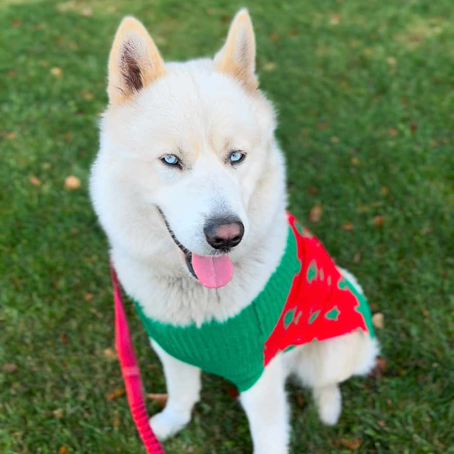 Bolt joined the competition — help win amazing prizes! accessories, animal, bodypart, canine, dog, eskimodog, field, grass, grassland, husky, lawn, leash, nature, outdoors, park, pet, plant, puppy, strap, whitedog