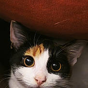 Châtaigne participe au concours pour gagner de l'argent avec cette photo : animal, calico, cat, closeup, cozy, curious, cute, ears, eyes, face, feline, fur, indoor, mammal, nose, paw, pet, portrait, soft, whiskers