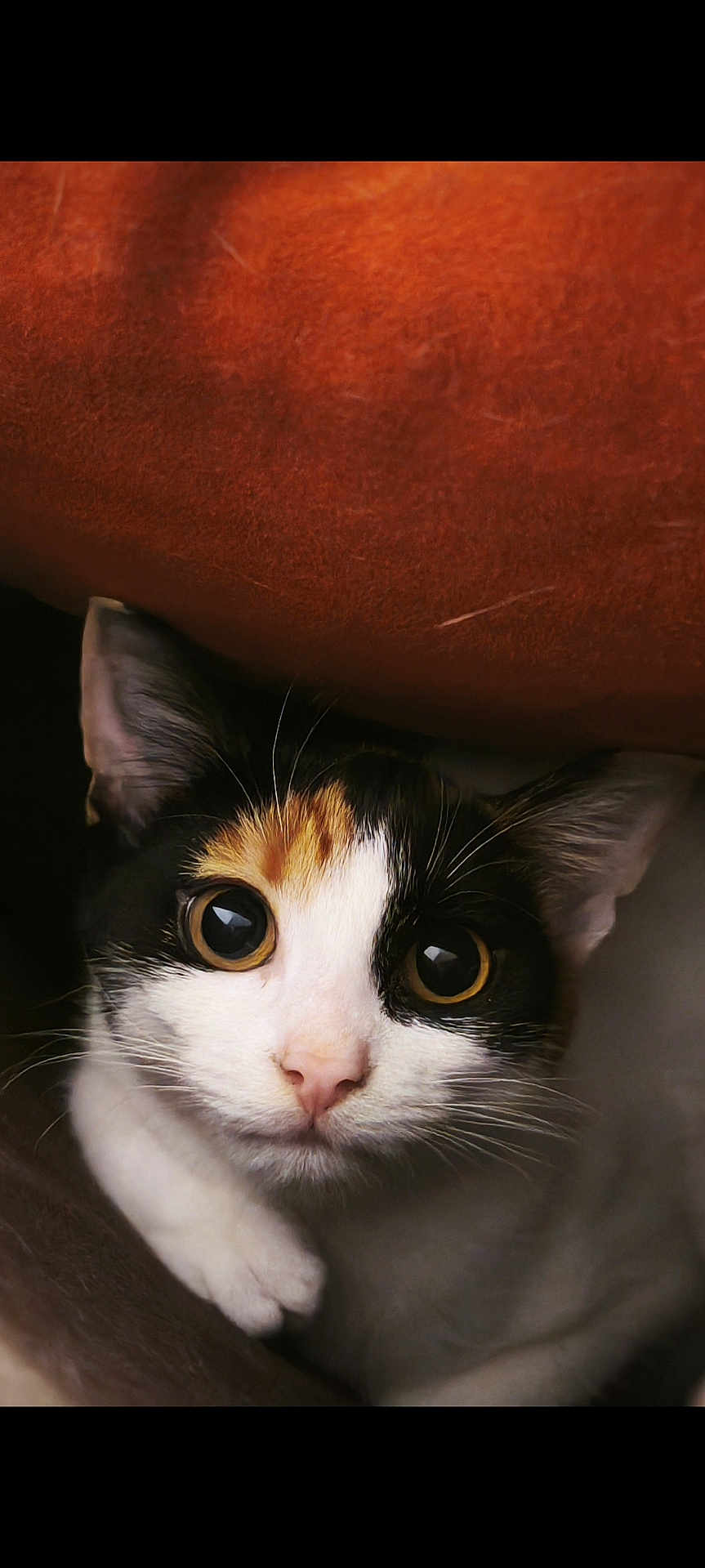 Châtaigne participe au concours pour gagner de l'argent avec cette photo : animal, calico, cat, closeup, cozy, curious, cute, ears, eyes, face, feline, fur, indoor, mammal, nose, paw, pet, portrait, soft, whiskers