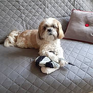 Iltis participe au concours pour gagner de l'argent avec cette photo : animal, beige, companion, couch, cozy, cute, dog, domestic, floor, furniture, home, indoor, paw, pet, quilted, relaxed, small_dog, tile, toy, white