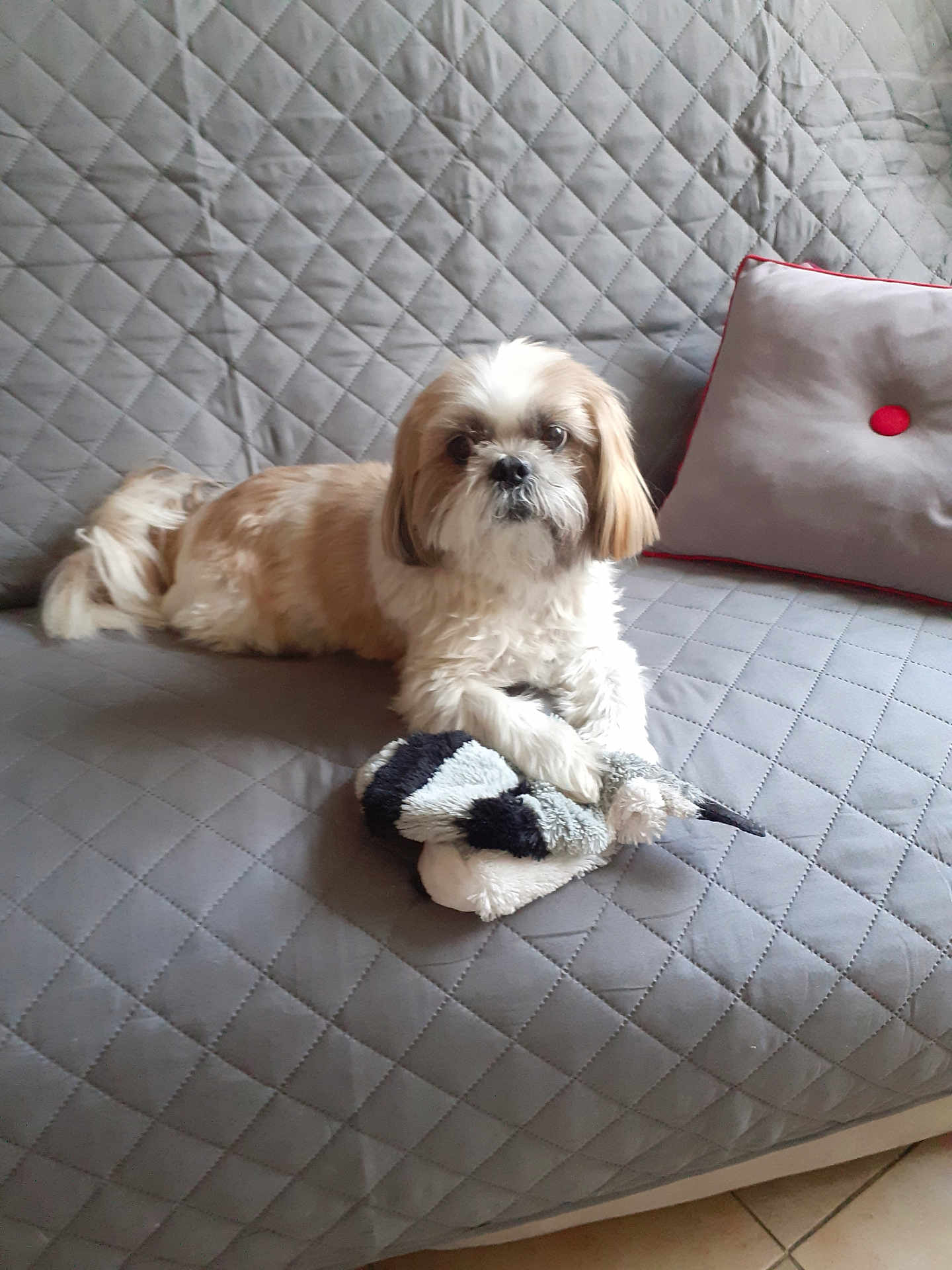 Iltis participe au concours pour gagner de l'argent avec cette photo : animal, beige, companion, couch, cozy, cute, dog, domestic, floor, furniture, home, indoor, paw, pet, quilted, relaxed, small_dog, tile, toy, white