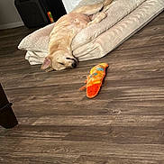 Sunshine is registered to the contest to win money with this photo: dog, sleeping, dog_bed, toy, wooden_floor, indoor, cozy, fireplace, pet, resting, beige, flooring, home, relaxed, animal, fur, cute, comfort, household, nap