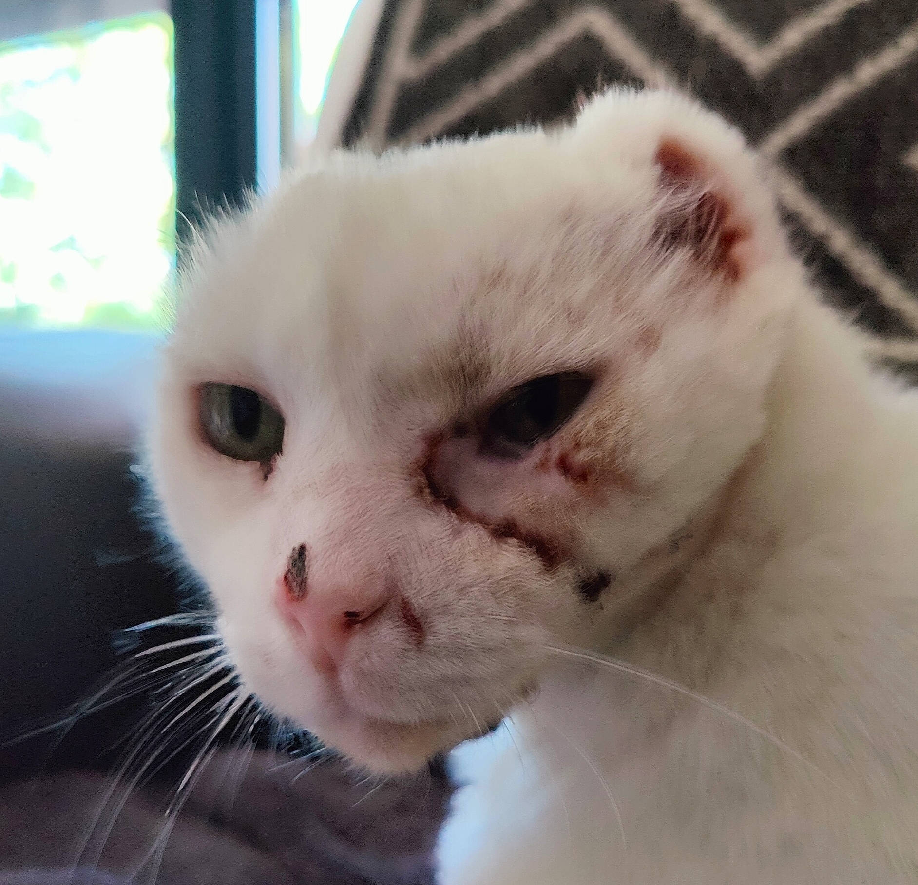 Feufeu participe au concours pour gagner de l'argent avec cette photo : carnivore, cat, domestic_short_haired_cat, ear, fawn, felidae, fur, pet_supply, small_to_medium_sized_cats, snout, terrestrial_animal, vehicle_registration_plate, whiskers