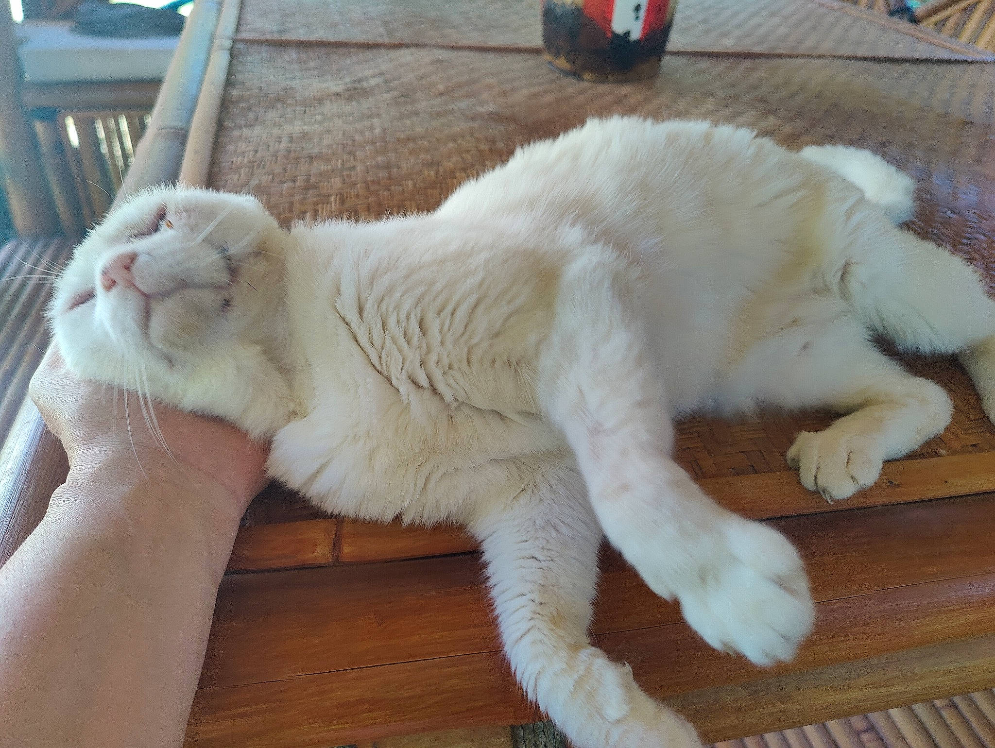 Feufeu a rejoint le concours — aidez-le/la à gagner de superbes lots ! canidae, carnivore, cat, chair, claw, comfort, domestic_short_haired_cat, fang, fawn, felidae, flooring, fur, hardwood, nap, paw, small_to_medium_sized_cats, tail, terrestrial_animal, whiskers, wood