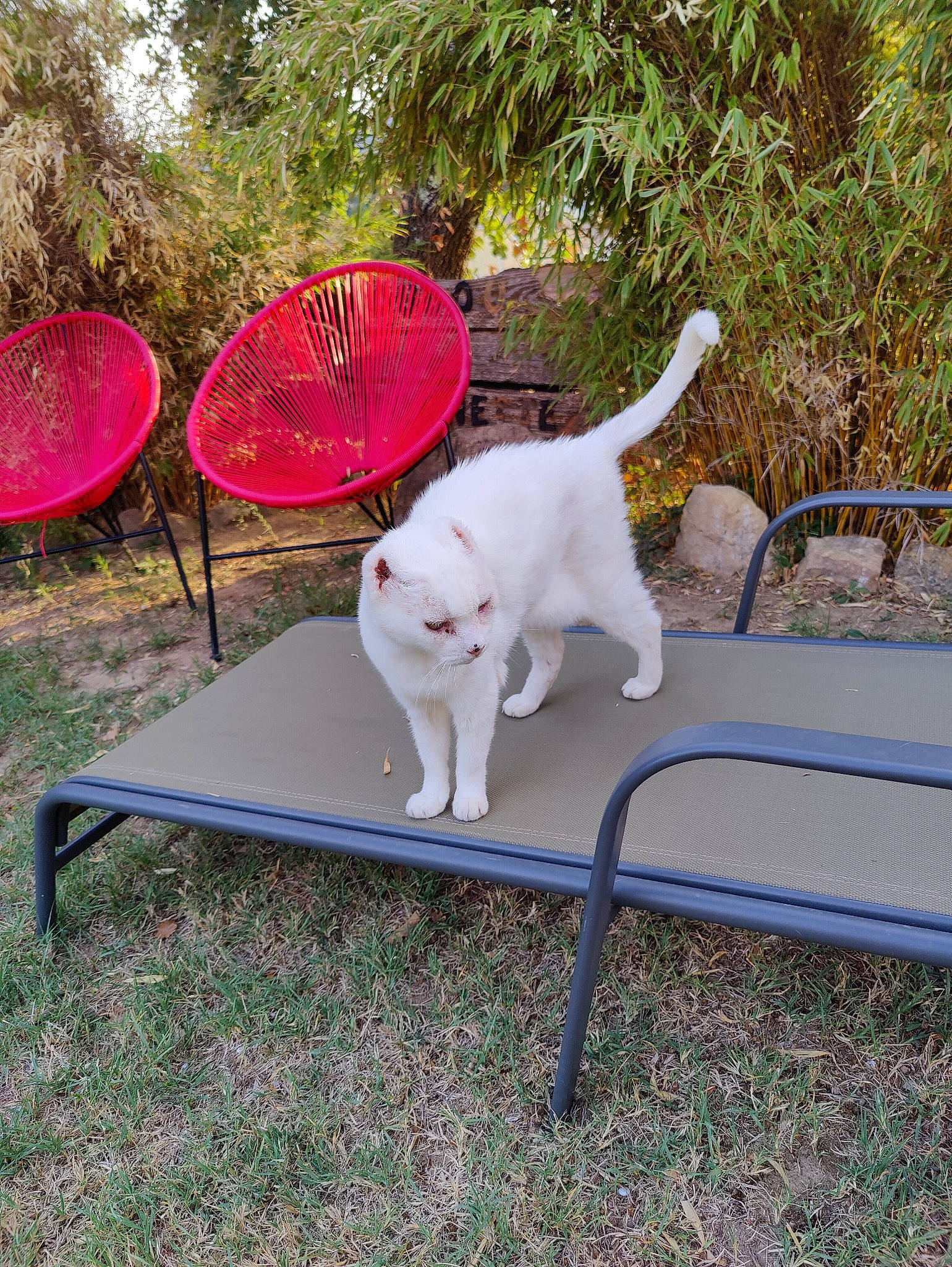 Feufeu a rejoint le concours — aidez-le/la à gagner de superbes lots ! art, canidae, carnivore, cat, collar, companion_dog, dog_breed, fashion_accessory, fawn, felidae, grass, leisure, metal, outdoor_furniture, pet_supply, plant, small_to_medium_sized_cats, table, tail, tree